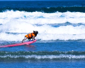 HiCantabria dog surf suances 2023 surfing